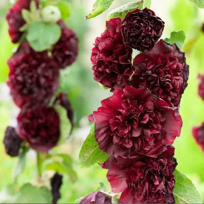 Premium Imported Hollyhock Flower Seeds – Vibrant Garden Blooms