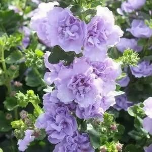 Premium Imported Hollyhock Flower Seeds – Vibrant Garden Blooms