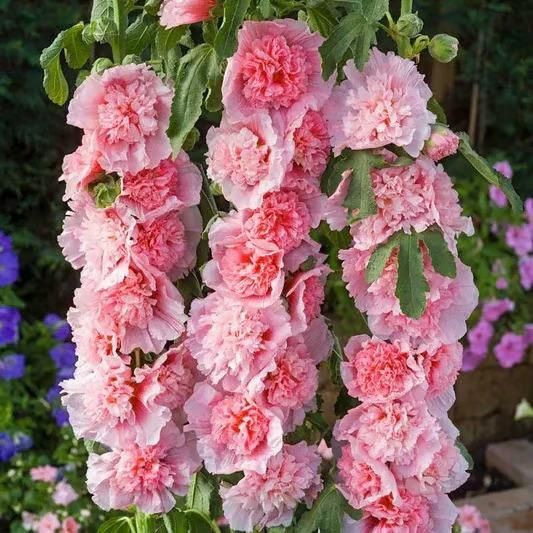Premium Imported Hollyhock Flower Seeds – Vibrant Garden Blooms