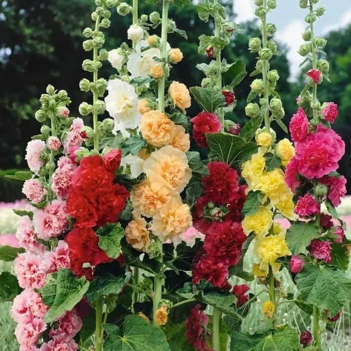 Premium Imported Hollyhock Flower Seeds – Vibrant Garden Blooms