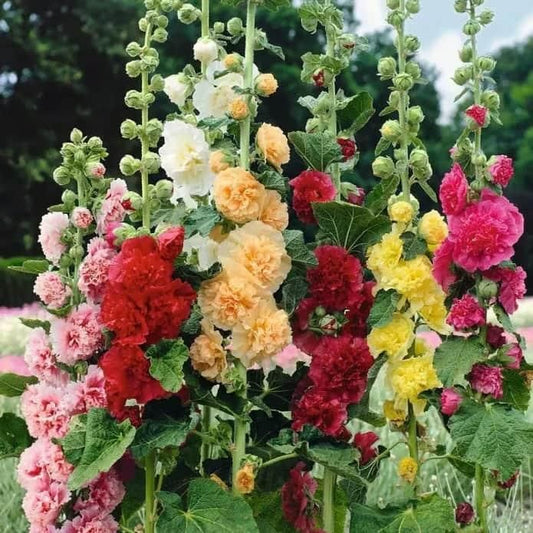 Premium Imported Hollyhock Flower Seeds – Vibrant Garden Blooms