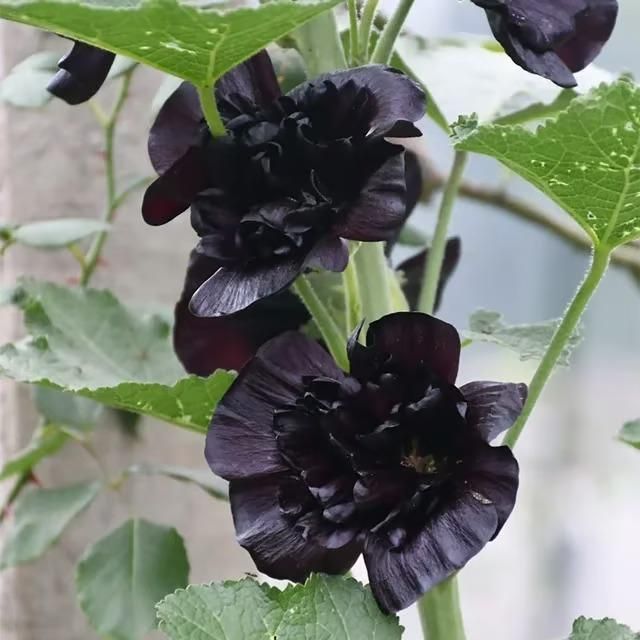 Premium Imported Hollyhock Flower Seeds – Vibrant Garden Blooms
