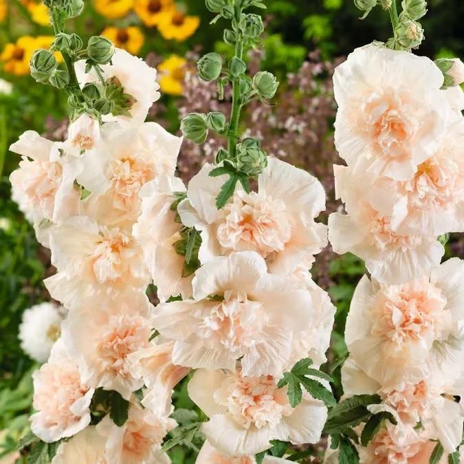Premium Imported Hollyhock Flower Seeds – Vibrant Garden Blooms