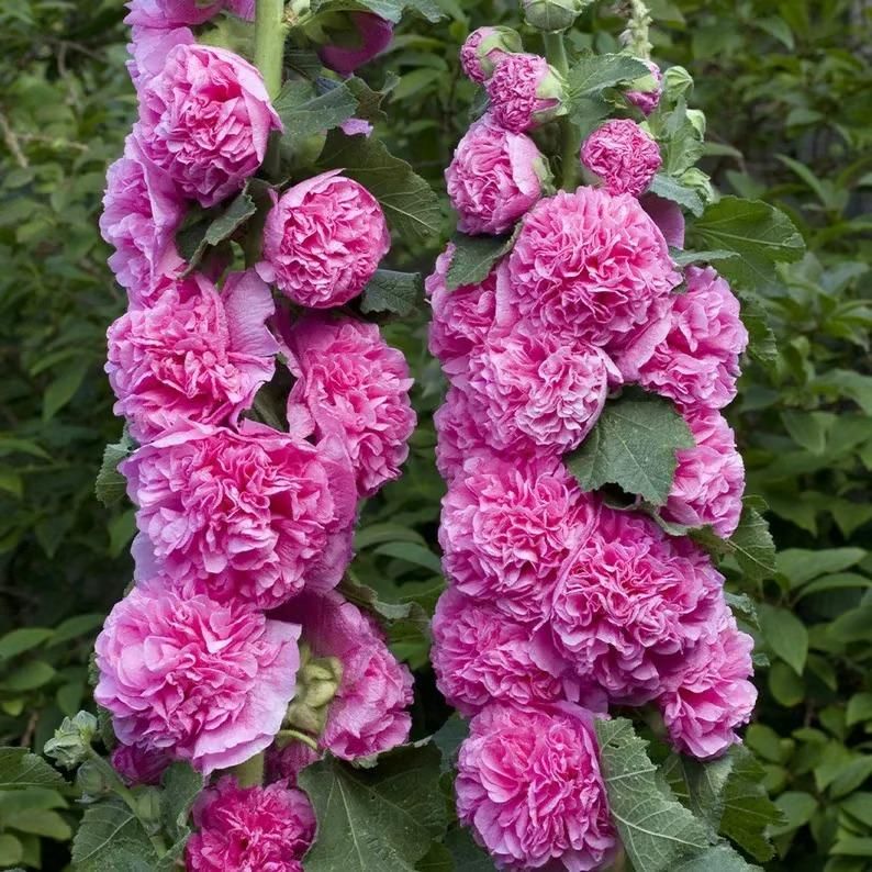 Premium Imported Hollyhock Flower Seeds – Vibrant Garden Blooms